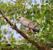 819A3041Gray_Hawk