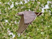 819A3046Gray_Hawk