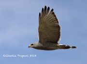 819A3049Gray_Hawk