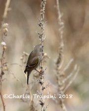 819A3064Lawrence's_Goldfinch