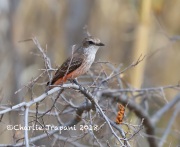 819A3071Vermillion_Flycatcher