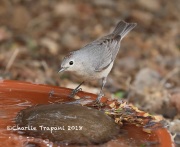 819A3097Lucy's_Warbler