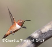 819A3125Rufous_Hummingbird