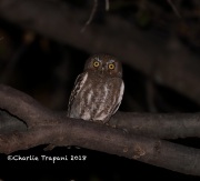819A3151Elf_Owl