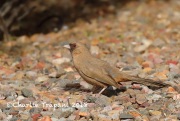 819A3163Abert's_Towhee