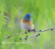 819A3220Lazuli_Bunting