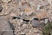 819A3280Lizard