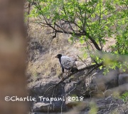 819A3284Common_Black_Hawk