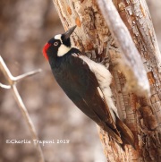 819A3324Acorn_Woodpecker