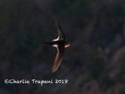 819A3401White-throated_Swift