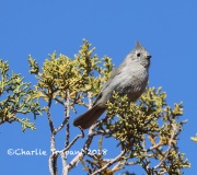 819A3490Juniper_Titmouse