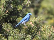 819A3522Mountain_Bluebird