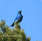 819A3528Mountain_Bluebird
