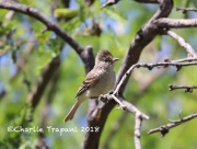 819A3774Northern_Beardless_Tyrannulet