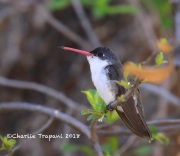 819A3944Violet-Crowned_Hummingbird