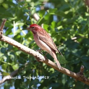 819A3976Cassin's_Finch
