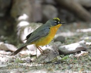 819A4055Fan-tailed_Warbler