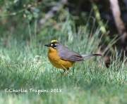 819A4120Fan-tailed_Warbler