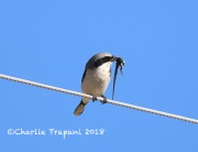 819A4208Loggerhead_Shrike