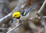 819A4385Hermit_Warbler