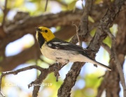 819A4430Hermit_Warbler