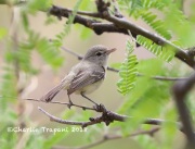 819A4481Bell's_Vireo