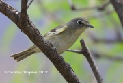 819A4487Cassin's_Vireo