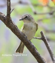 819A4495Cassin's_Vireo
