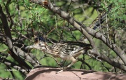 819A4541Greater_Roadrunner