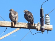 819A6332Red-tailed_Hawks