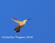 819A6345Rufous_Hummingbird