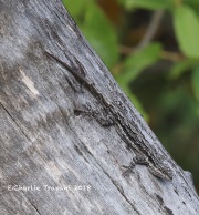 819A6371Lizard