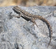 819A6393Lizard
