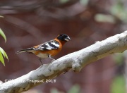 819A6396Black-headed_Grosbeak