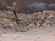 819A6442Cactus_Wren