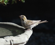 819A6575Cassin's_Finch_Green_Valley