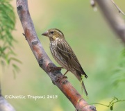 819A6672Cassin's_Finch