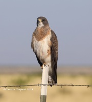 819A6693Swainson's_Hawk