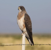 819A6695Swainson's_Hawk