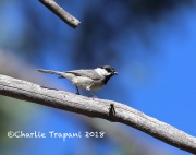 819A6741Mexican_Chickadee
