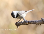 819A6762Mexican_Chickadee