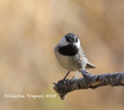 819A6771Mexican_Chickadee