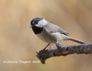 819A6779Mexican_Chickadee