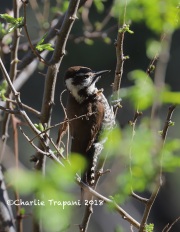 819A6781Arizona_Woodpecker