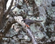 819A6828Slate-throated_Redstart