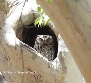 819A6894Whiskered_Screech_Owl