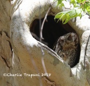 819A6915Whiskered_Screech_Owl