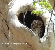 819A6923Whiskered_Screech_Owl