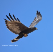 819A6990Zone-Tailed_Hawk