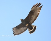 819A7003Zone-tailed_Hawk